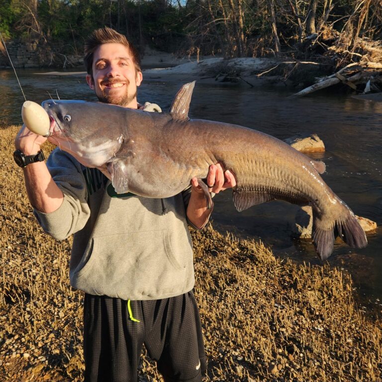 Angler holding a massive blue catfish caught using the best catfish rig,  the FATKAT Rig.