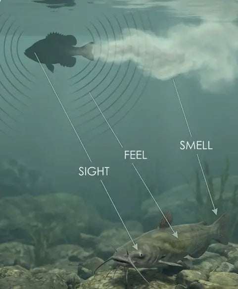 Diagram showing the three senses used by catfish to detect bait, a concept known as compound signalling