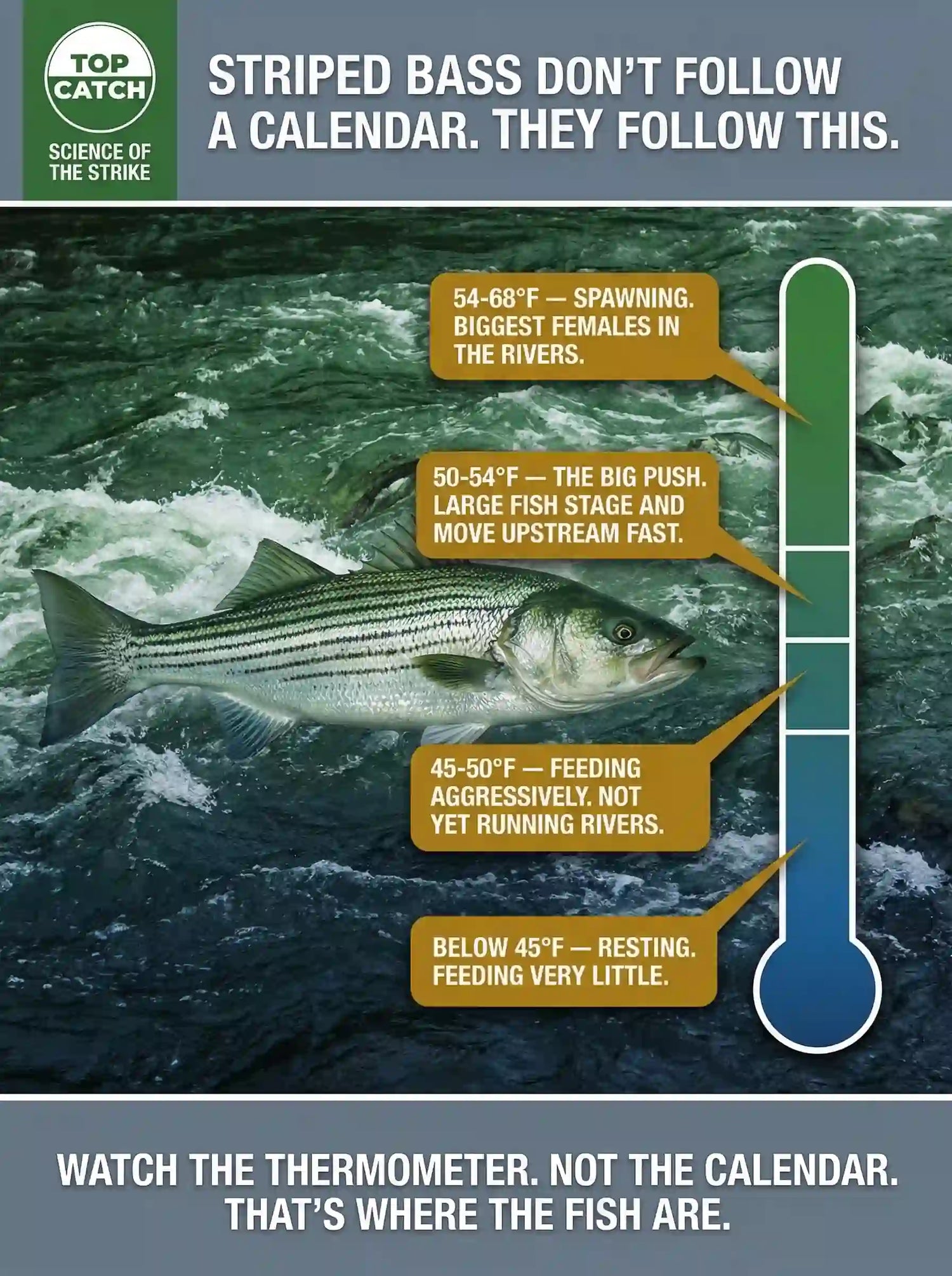 Striped bass water temperature guide showing four key thresholds from 45°F to 68°F for East Coast tidal river fishing.