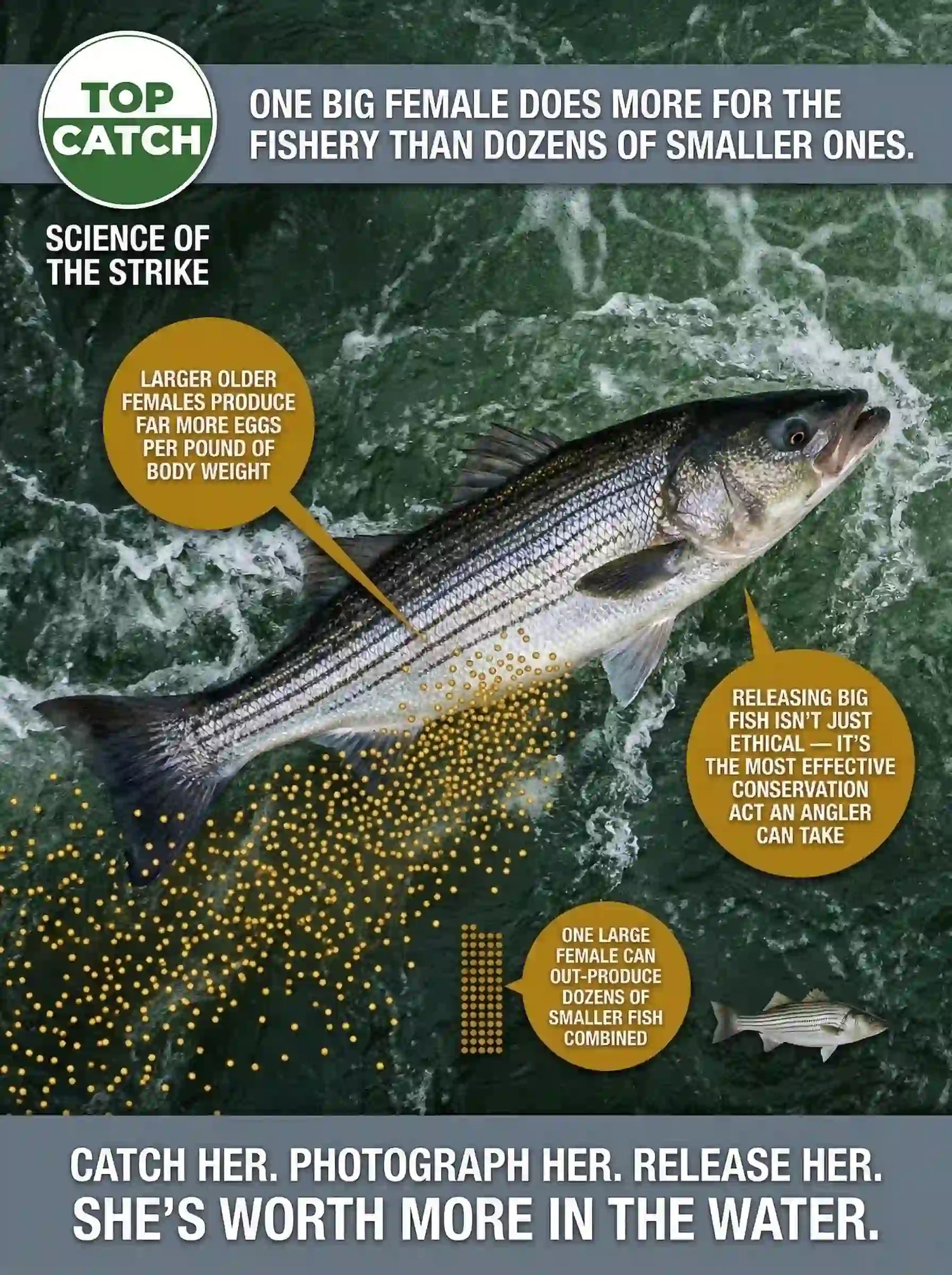 Large female striped bass egg production comparison showing why releasing big fish protects the East Coast striped bass fishery