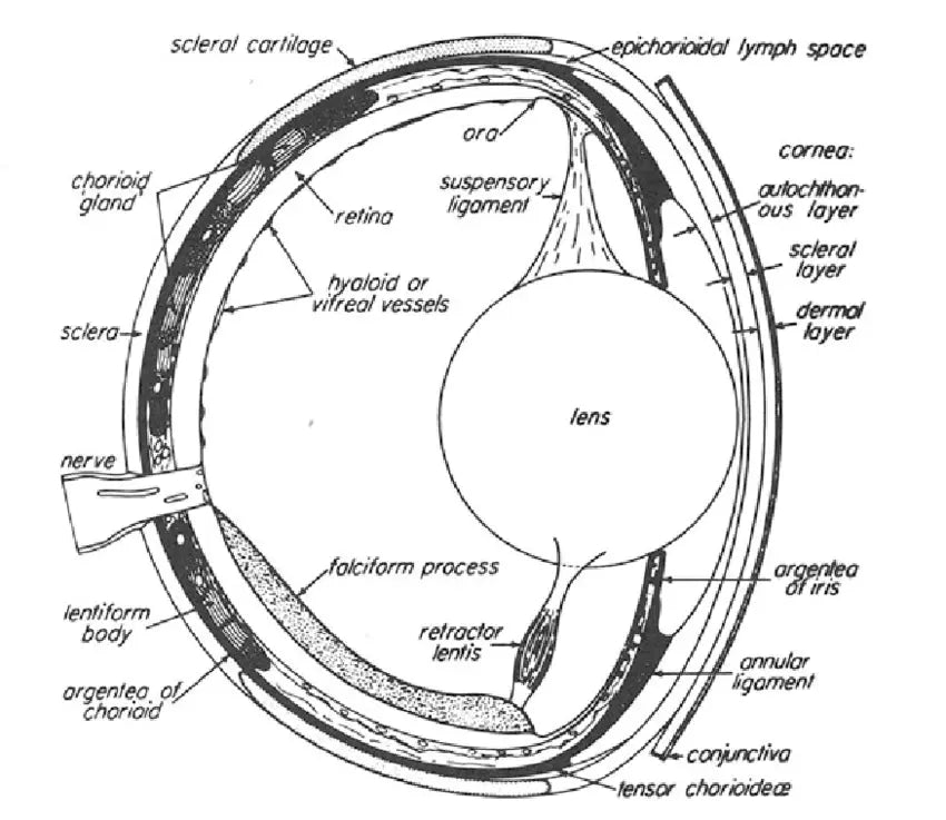 Scientific cutaway diagram of a fish's eye showing the lens, retina, and reflective tapetum lucidum.