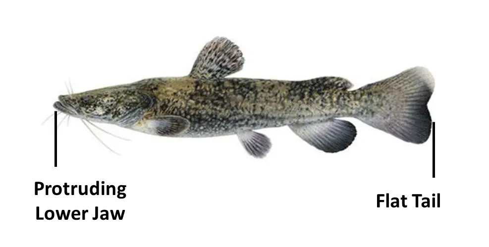 Flathead catfish showing flat head, protruding lower jaw, mottled coloration, and rounded tail for species identification