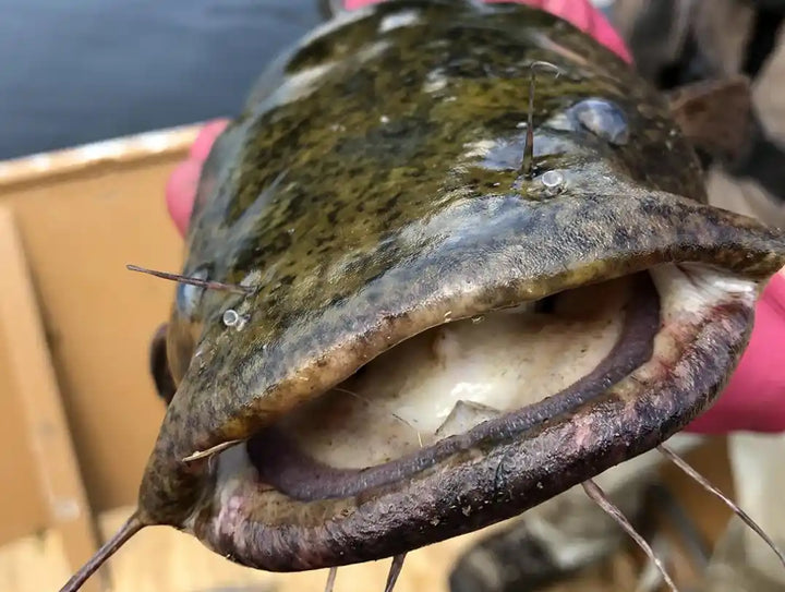 Angler with a large flathead catfish in a boat along a riverbank