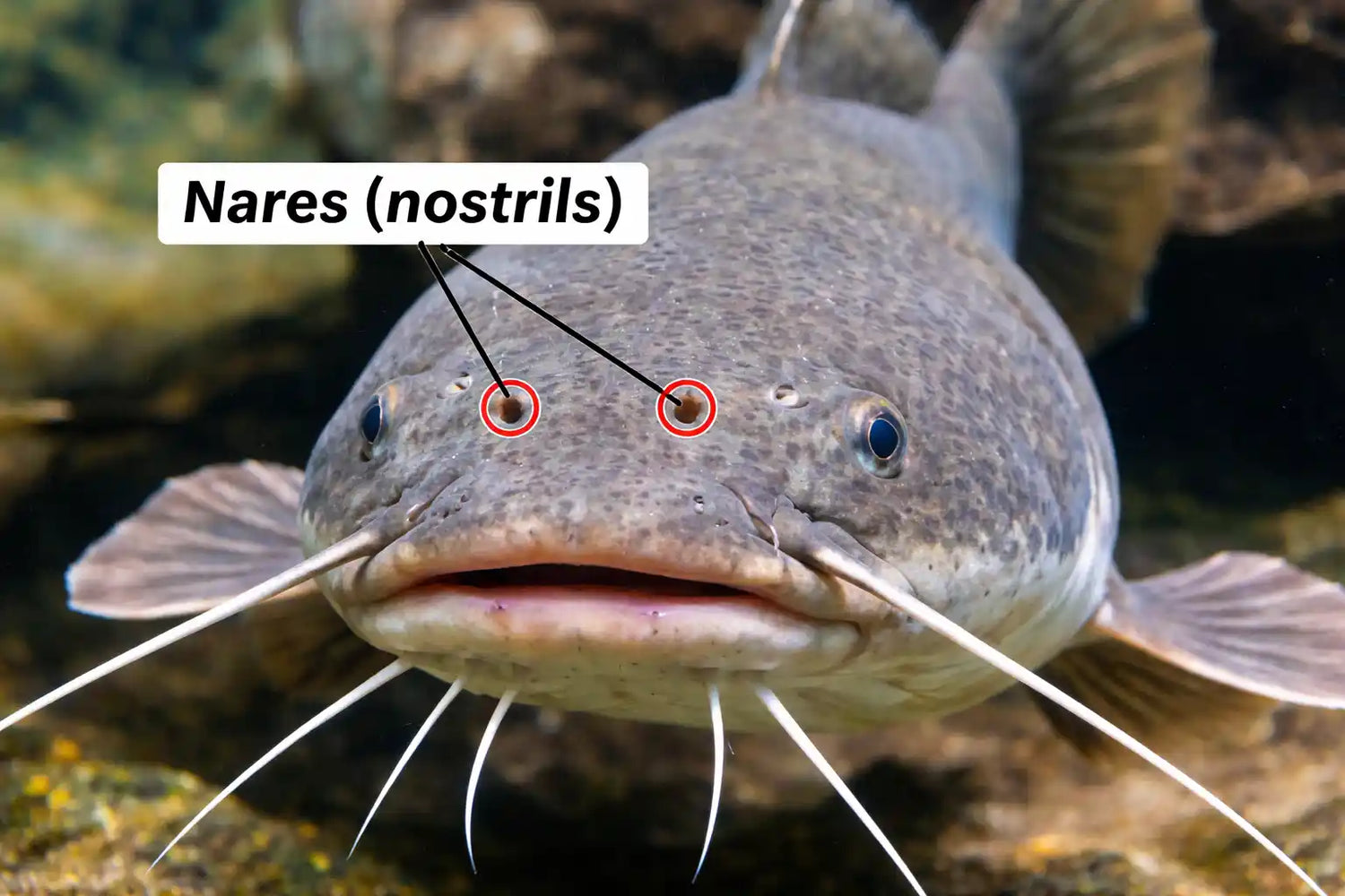 Close-up image of catfish with nares (nostrils) properly identified