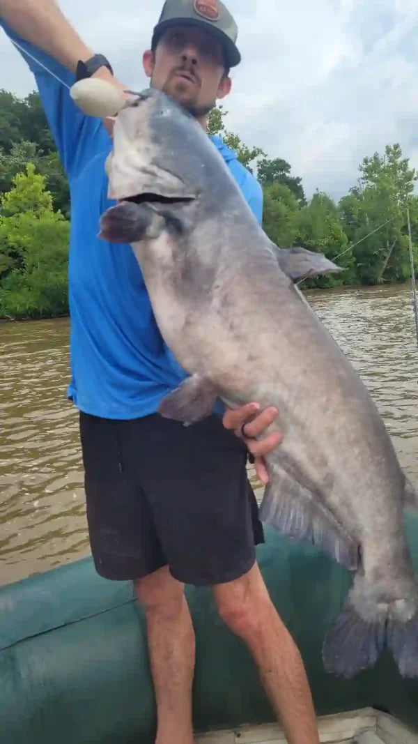 Fisherman hauling in a large blue catfish in muddy waters.