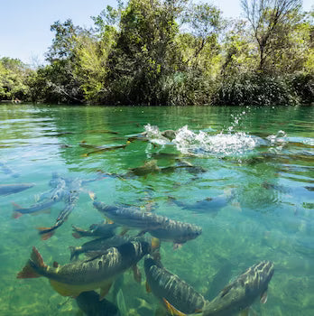 Cut pieces of gizzard shad and skipjack used for winter blue catfishing.