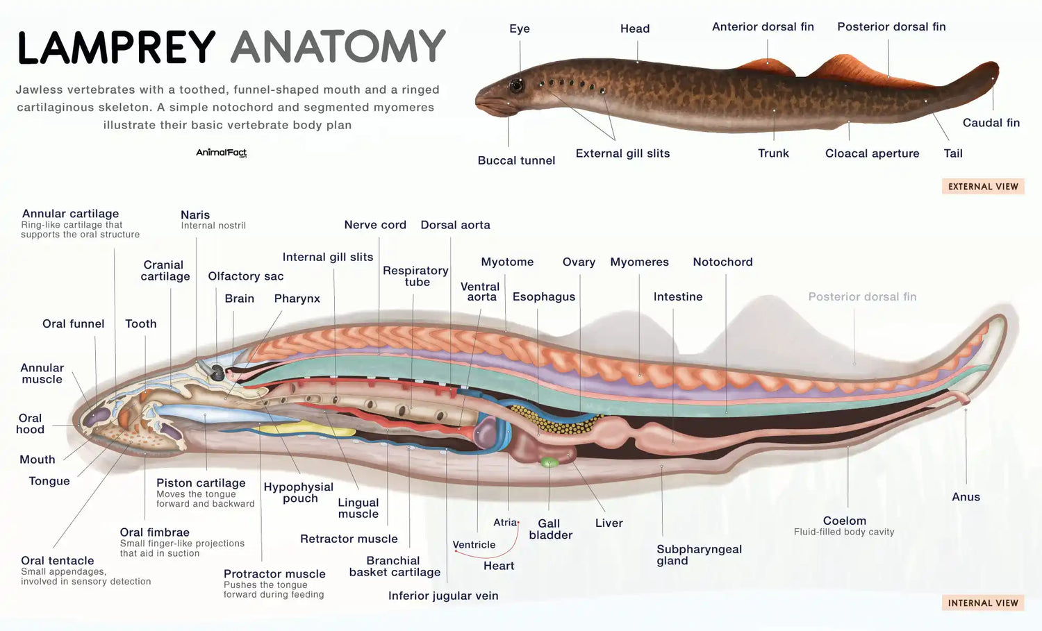 anatomy of a sea lamprey.  Lamprey is the first aquatic species to migrate upstream in east coast tidal rivers during spring runs