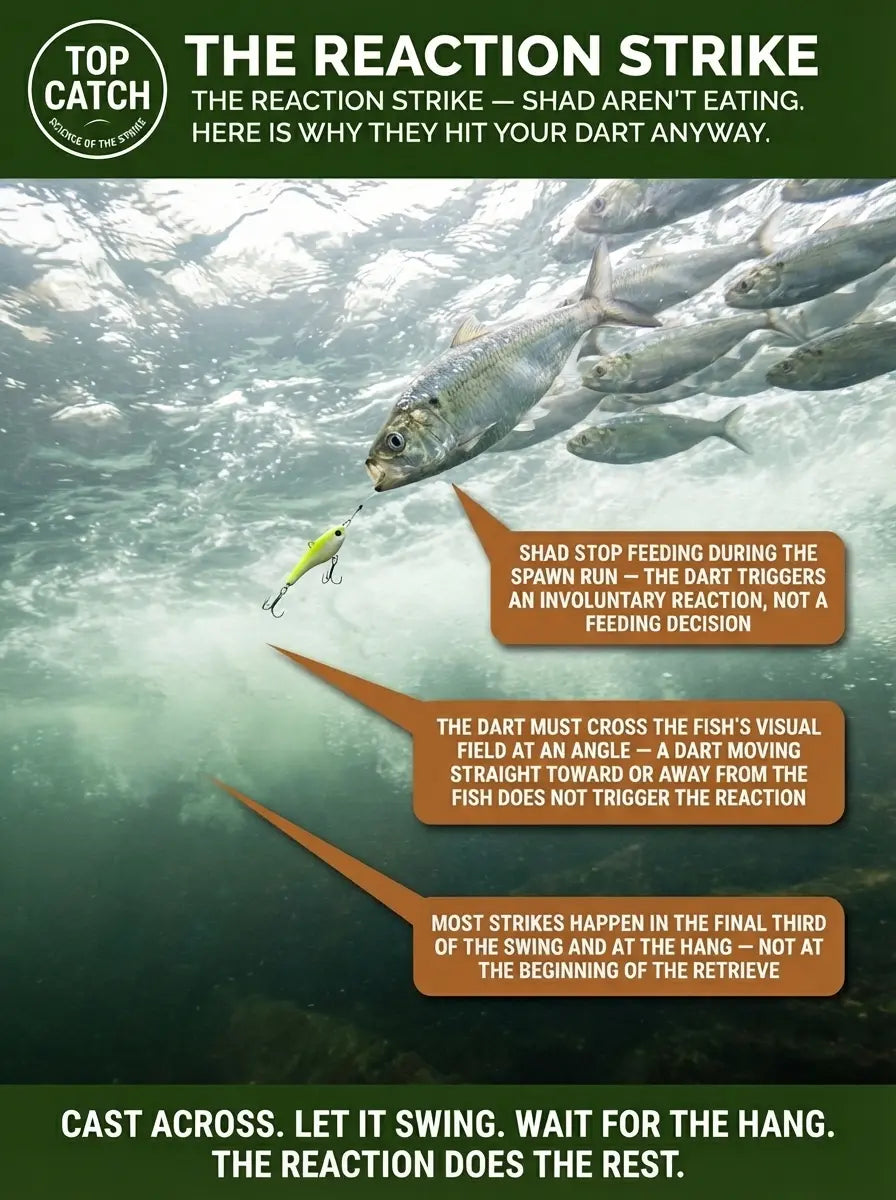 The Reaction Strike infographic showing why shad strike during the spring run despite not feeding — tandem shad dart crossing the visual field of a hickory shad school at 45 degrees mid-swing, triggering an involuntary reaction strike in the upper water column of a tidal river.