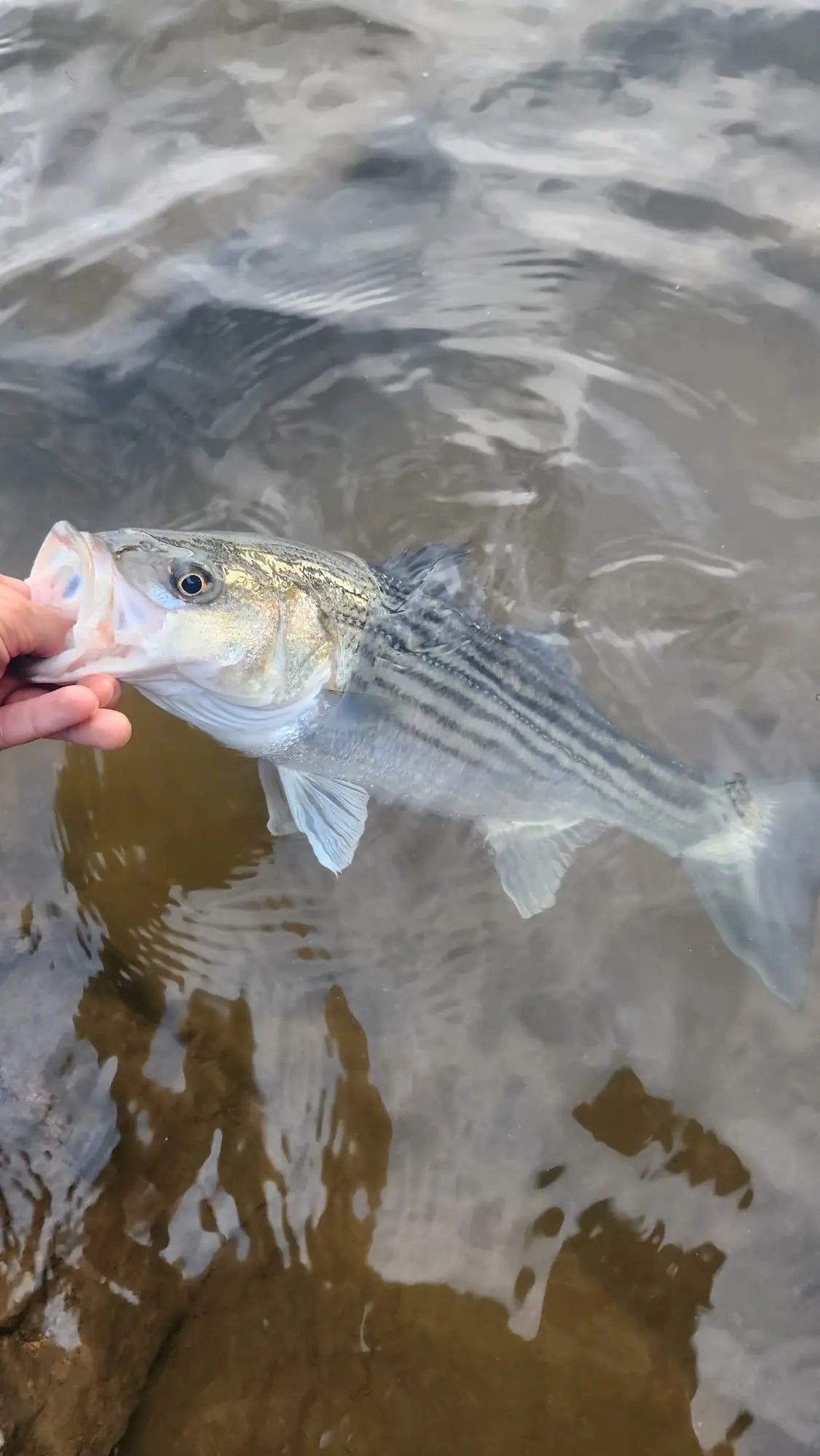 beautiful striped bass caught during the spring run on the James River