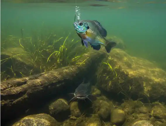 Suspended drift rig for beginner catfish fishing in rivers