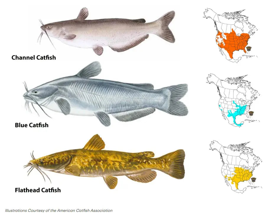 Infographic showing the three major species of Catfish in North America and their native territories.