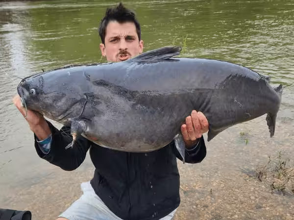Picture of trophy blue catfish caught by using drifting technique to bring bait to the fish