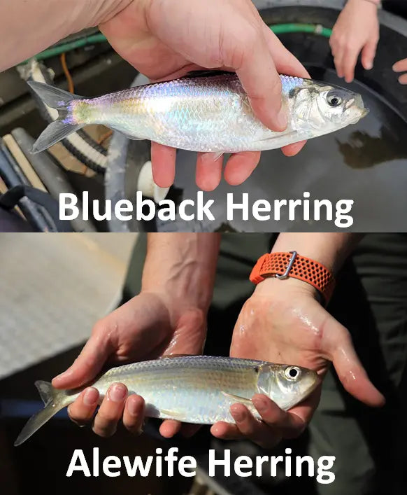 Split Image of alewife and blueback herring caught during the spring run