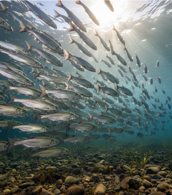 School of shad and river herring in spring river waters, illustrating the natural forage for migrating striped bass.