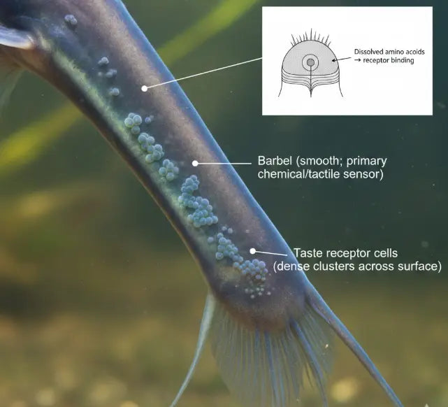 Macro illustration of a catfish barbel showing dense clusters of taste receptor cells on the surface, with an inset diagram explaining how dissolved amino acids bind to receptors