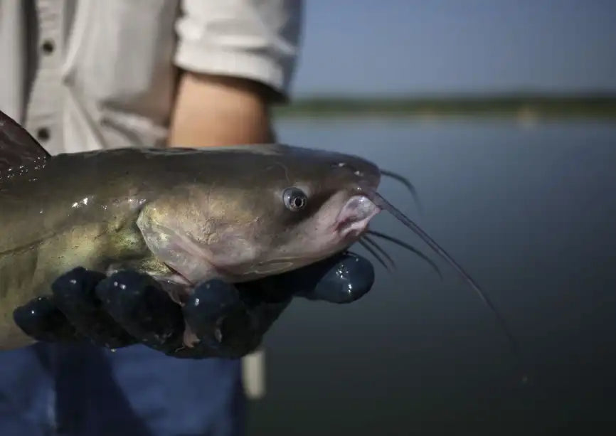 Fishermen with Channel Cat caught in lake water