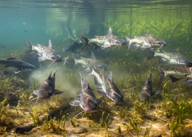 Channel Catfish Seasonal Patterns: Where They Go and Why