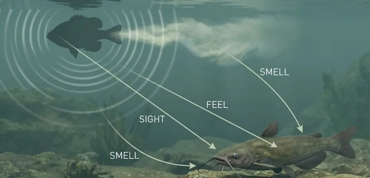 Three-step illustration showing how catfish detect vibration first, then smell, then sight during prey tracking.