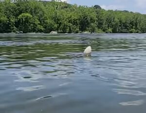 The FATKAT Bobber naturally drifting through the strike zone, helps to disperse the scent plume while delivering the bait to blue catfish