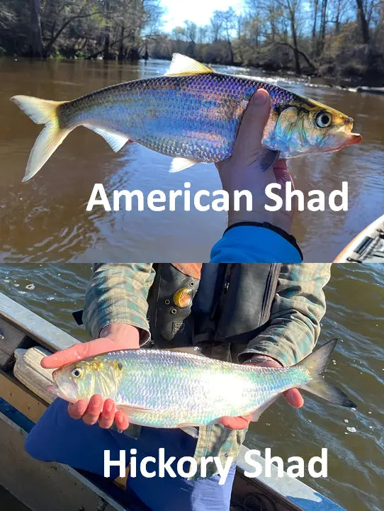 Split image of a Hickory and American Shad caught during the east coast tidal spring fishing run