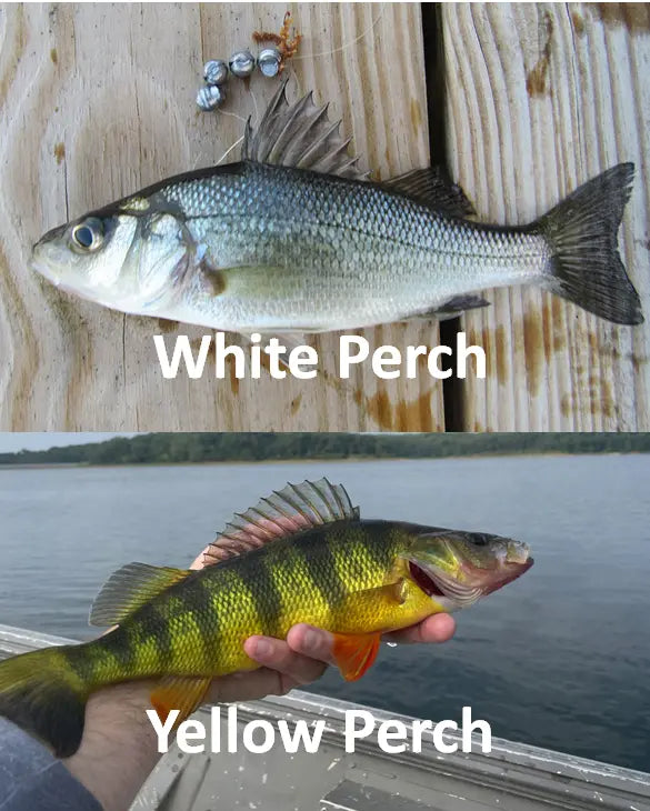 Split image showing white perch in river margins and  a beautiful yellow perch
